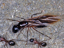Formica rufa