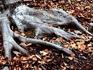 Fagus sylvatica