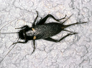 Gryllus bimaculatus