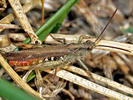 Chorthippus brunneus