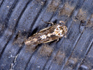 Indet. Sp. (Homoptera: Indet.)