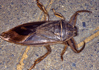 Indet. sp. (Heteroptera:Belastomatidae)