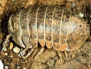 Helleria brevicornis