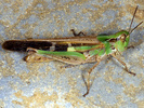 Aiolopus thalassinus