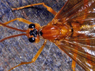 Ophion luteus