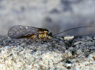 Psococeratis sp.