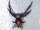 Indet. sp. (Araneae:Salticidae)