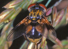 Alophora sp.