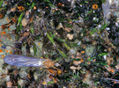 Limonia sp.