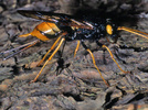 Uroceros gigas