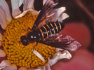 Usia incisa