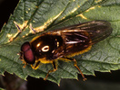 Volucella bombylans