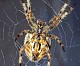 Araneidae
