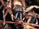Other Araneae