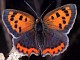 Lepidoptera