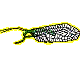 Neuroptera