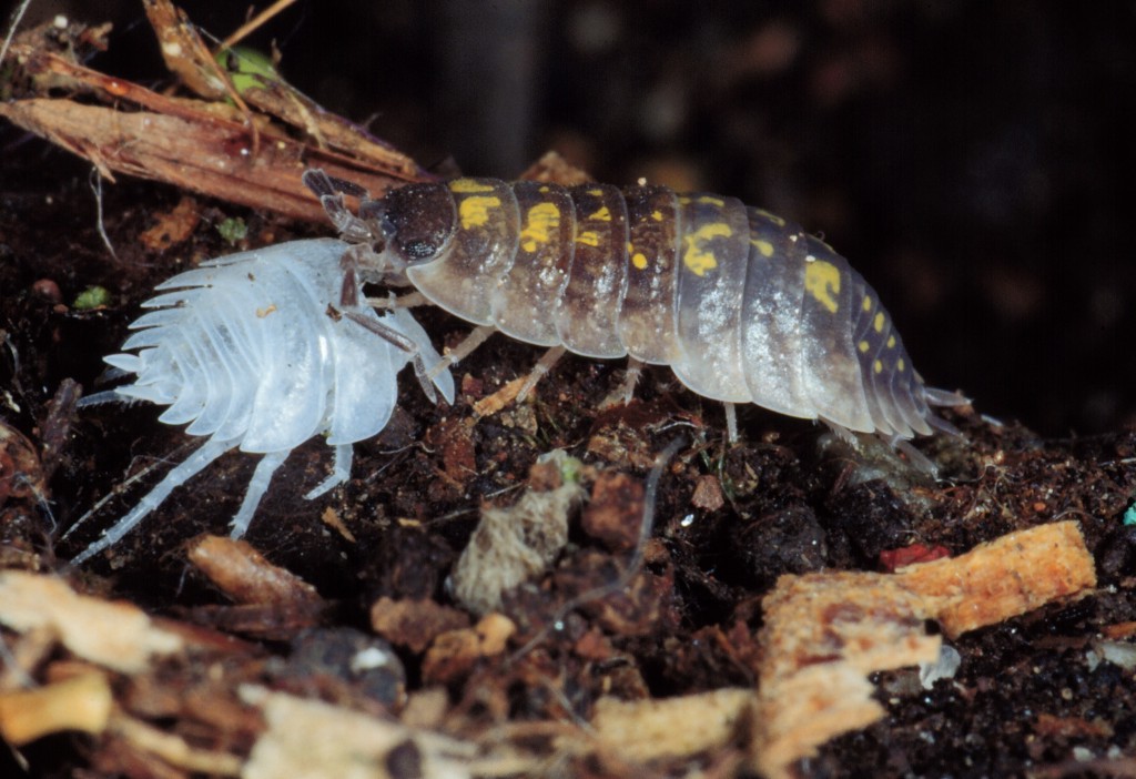 Porcellio spinipennis