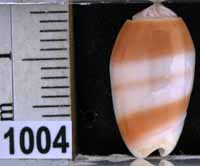 Oliva (Galeolella) carneola f. bizonalis