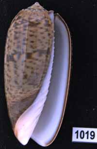 Oliva (Viduoliva) vidua f. cincta