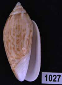 Oliva (Felicioliva) kaleontina