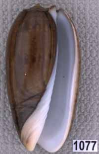 Oliva (Viduoliva) vidua