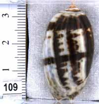 Oliva (Carmione) bulbosa f. fabagina