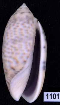 Oliva (Miniaceoliva) caerulea