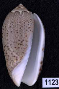 Oliva (Americoliva) polpasta