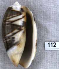 Oliva (Carmione) bulbosa f. fabagina