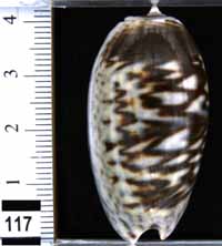 Oliva (Carmione) bulbosa f. fabagina