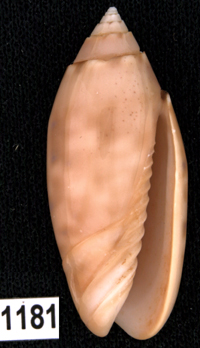 Oliva (Annulatoliva) amethystina