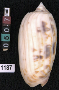 Oliva (Miniaceoliva) lamberti