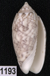 Oliva (Americoliva) lilacea