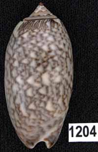 Oliva (Americoliva) lilacea