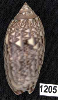 Oliva (Americoliva) lilacea
