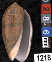 Oliva (Carmione) bulbiformis