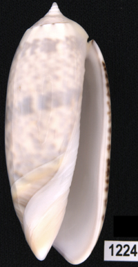 Oliva (Miniaceoliva) irisans