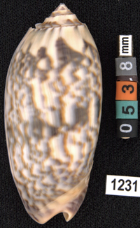 Oliva (Miniaceoliva) miniacea