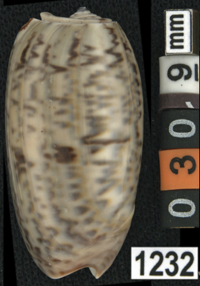 Oliva (Viduoliva) neostina