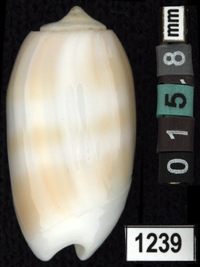 Oliva (Galeolella) carneola
