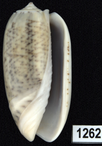 Oliva (Viduoliva) indomalaysica