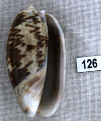 Oliva (Carmione) bulbosa f. fabagina