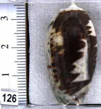 Oliva (Carmione) bulbosa f. fabagina