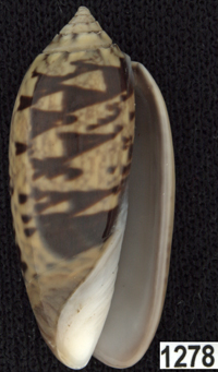 Oliva (Oliva) tigridella