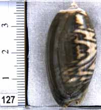 Oliva (Carmione) bulbosa f. fabagina