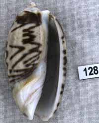 Oliva (Carmione) bulbosa f. fabagina