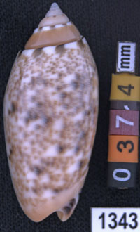 Oliva (Annulatoliva) mantichora intricata