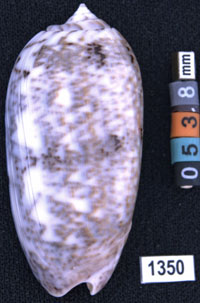Oliva (Miniaceoliva) sericea