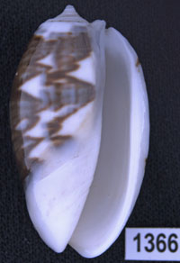 Oliva (Carmione) bulbosa f. fabagina
