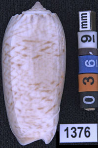 Oliva (Cariboliva) scripta